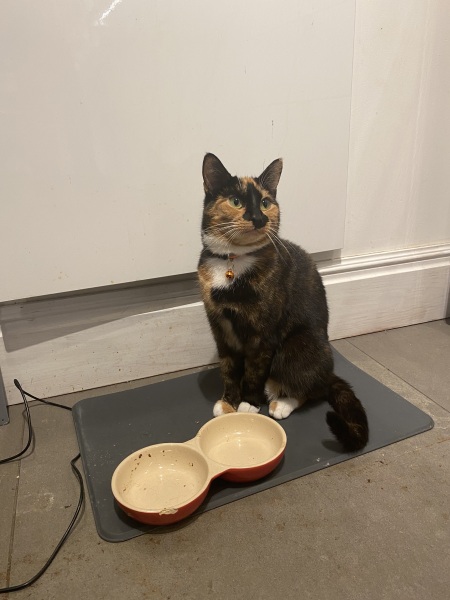 Flounders or Flouncers? The Excellent Cats continue their important debate