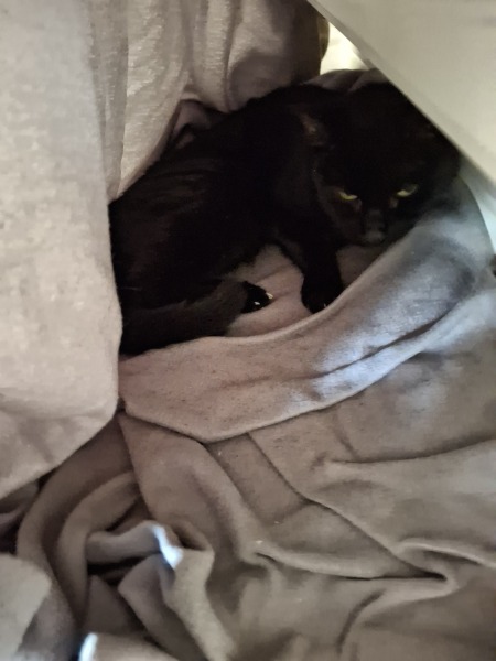 Thread 8 Starmer : Cat fur on new clothes