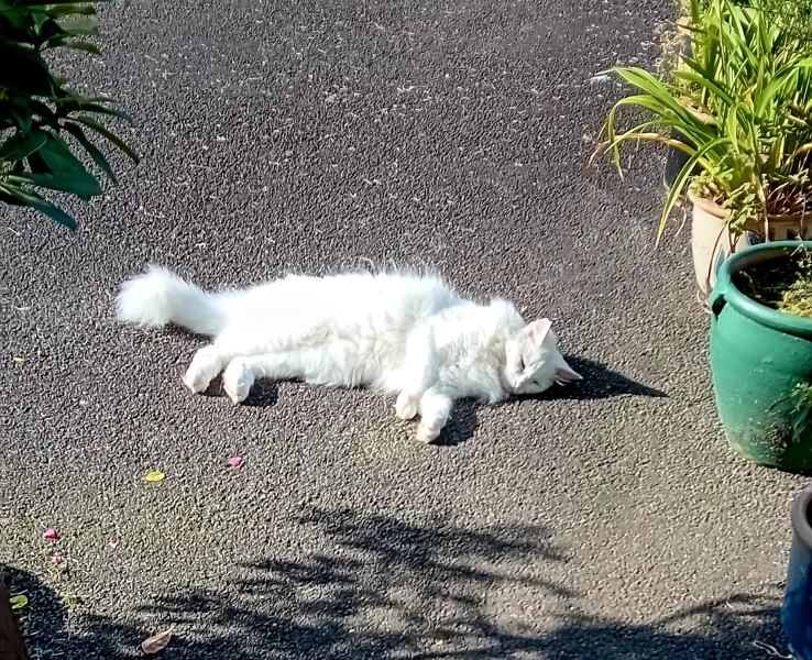 Passports, buckets and spades - the Excellent Cats go on their holidays