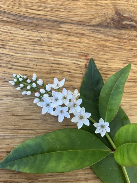Plant ID please!