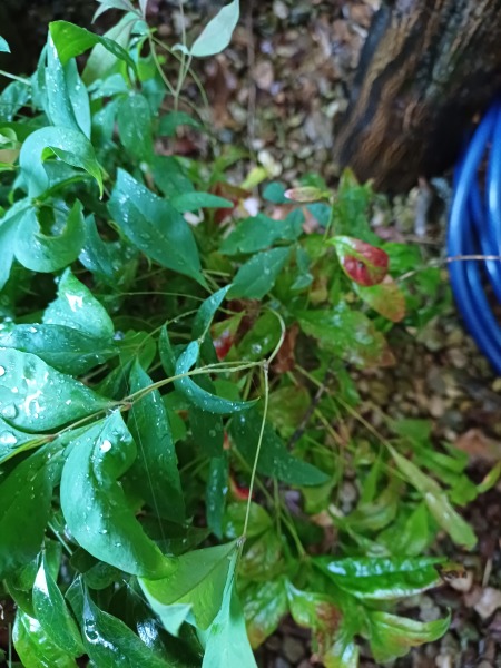 Winter basket and window box plants that thrive on neglect