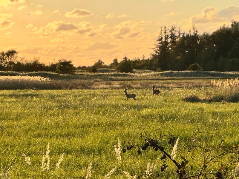 The Autumnal Christmas Chronicles Preamble thread