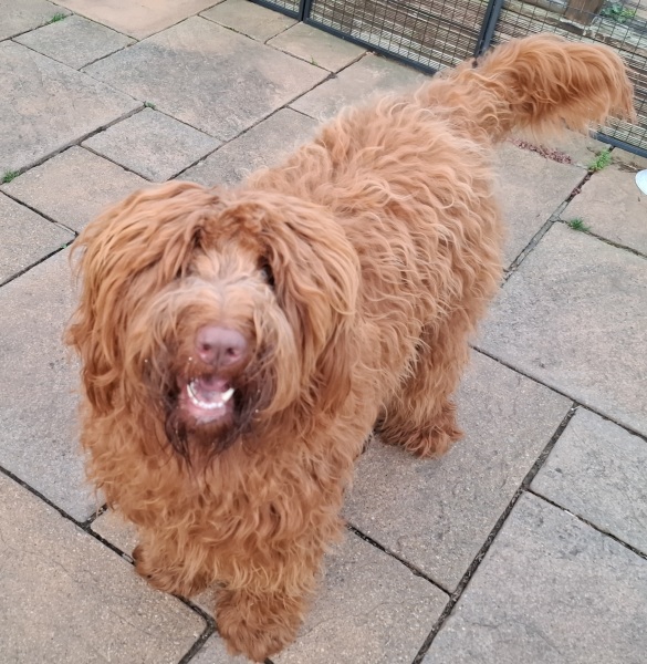 To not understand the obsession with ‘doodle’ breeds