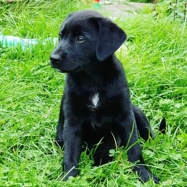 Tell me your honest experience with puppies