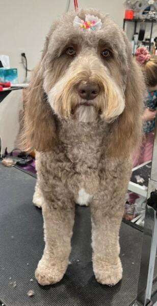 To not understand the obsession with ‘doodle’ breeds