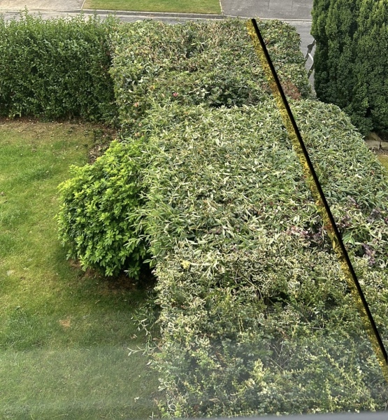 Neighbours trimmed my bush 🫢
