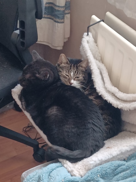 Flounders or Flouncers? The Excellent Cats continue their important debate