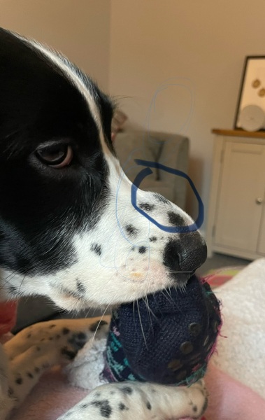 Swelling on snout