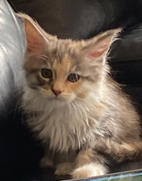 Help name my kitten