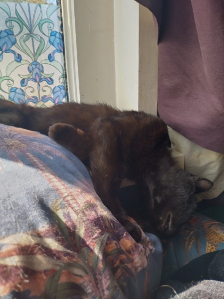 Passports, buckets and spades - the Excellent Cats go on their holidays