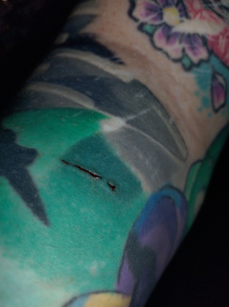 Flounders or Flouncers? The Excellent Cats continue their important debate