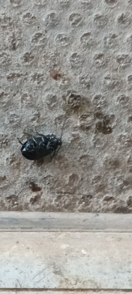 small black beetles