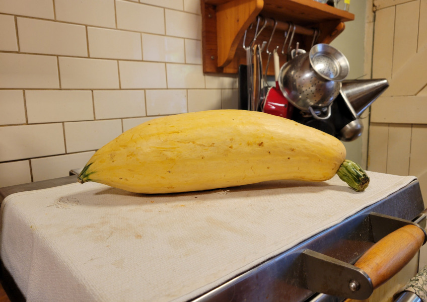 The Vegetable Patch 2024/2025