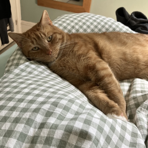 Choosing between rescue cats