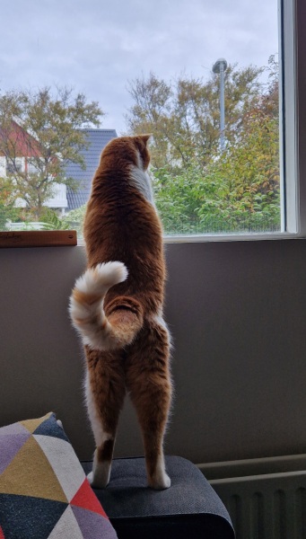 Flounders or Flouncers? The Excellent Cats continue their important debate