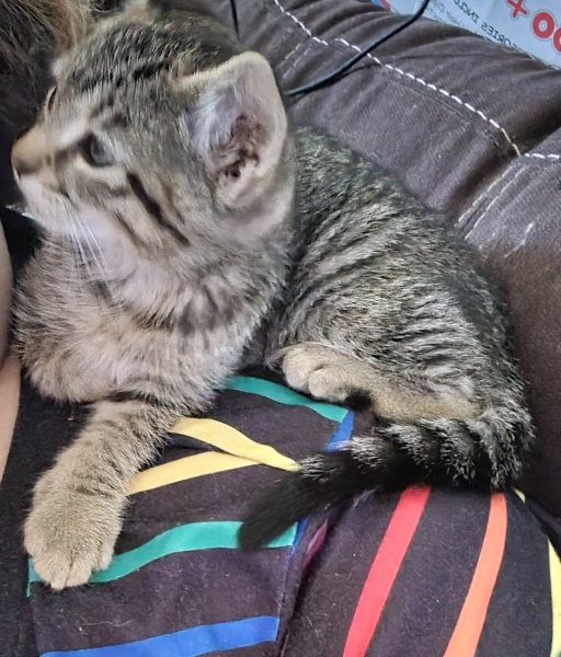 Urgent - kitten crying 🐈