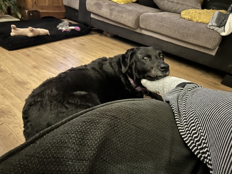 A photo of your dog right now