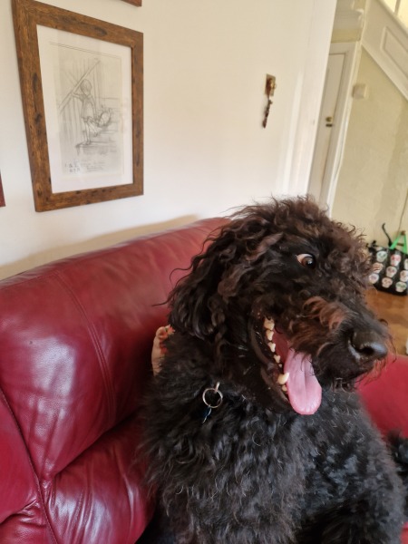 A photo of your dog right now