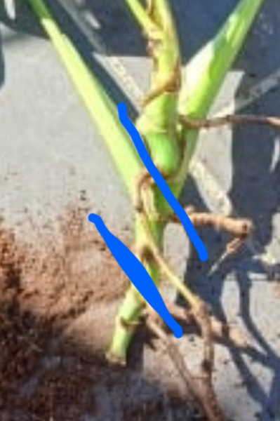 Help! I think I've killed my mostera!