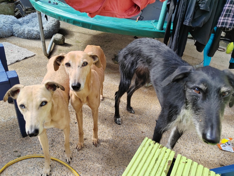 Greyhound