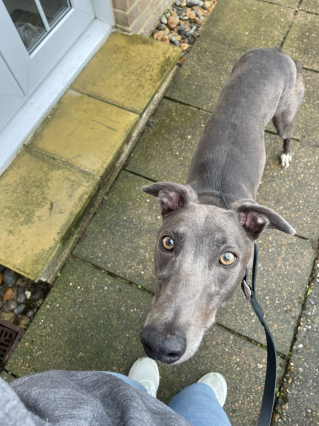 Greyhound