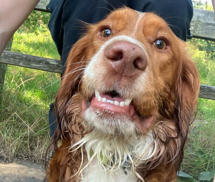 Puppy Survival Thread for New & Old Pups - Soon be Autumn 2024