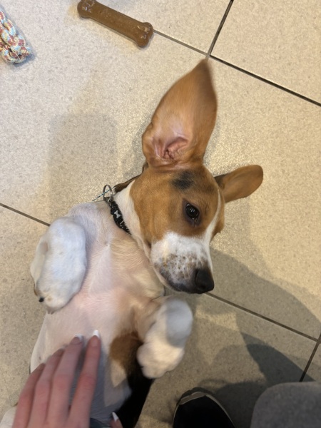 DH has moved the goalposts on getting a family dog.