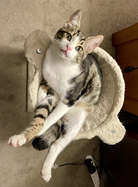 What mix do you think he could be?!