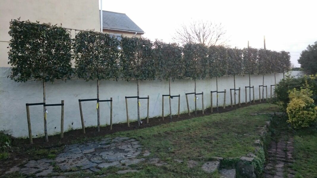 Overlooked Garden