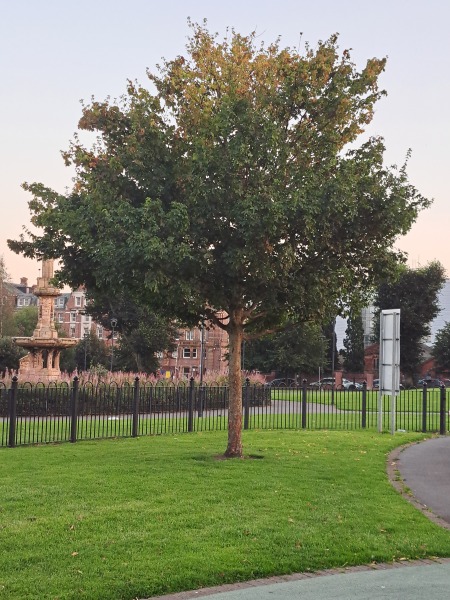 Thread 7 Starmer : Cats and Conferences