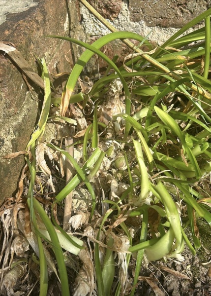 Plant I'd