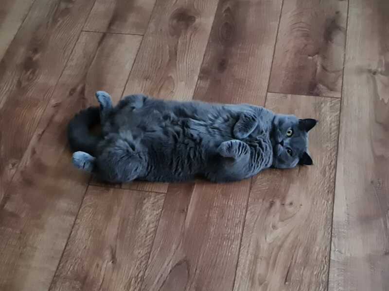 Passports, buckets and spades - the Excellent Cats go on their holidays