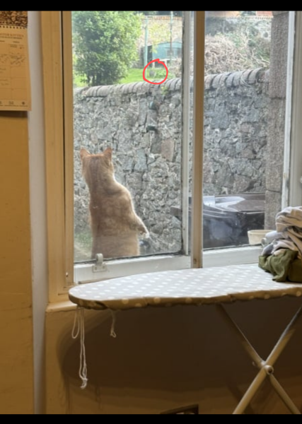 Passports, buckets and spades - the Excellent Cats go on their holidays