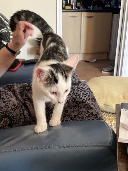 Thread 7 Starmer : Cats and Conferences