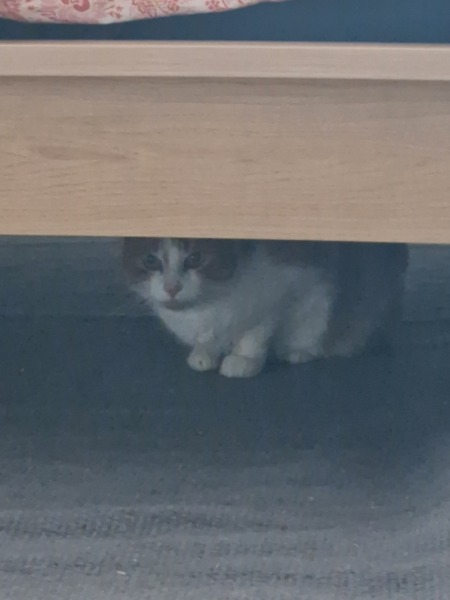 Setting up room for rescue cat