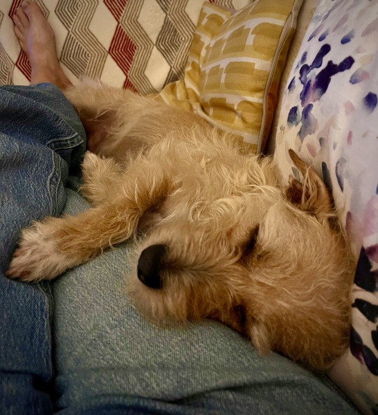 A photo of your dog right now