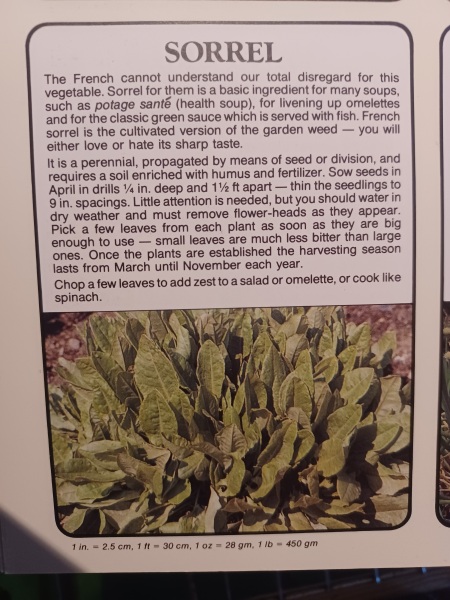 Sorrel - what to do with