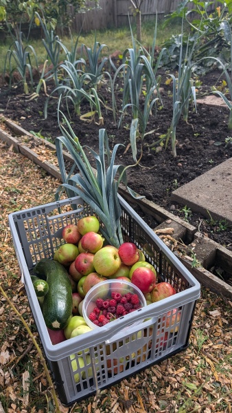 The Vegetable Patch 2024/2025