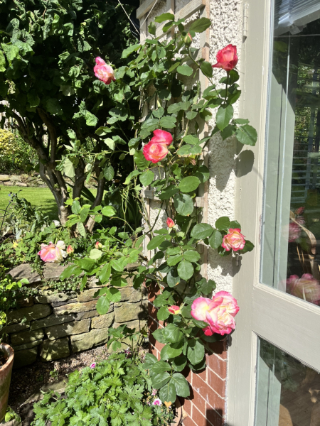 Help identifying this rose