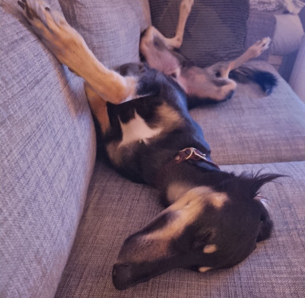 A photo of your dog right now
