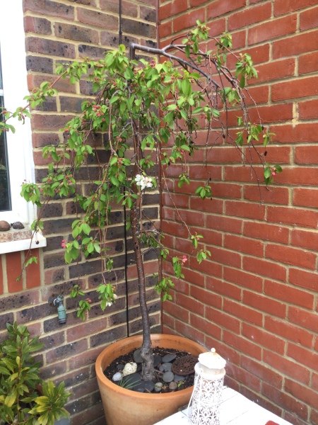 Can I do this in my new build garden?