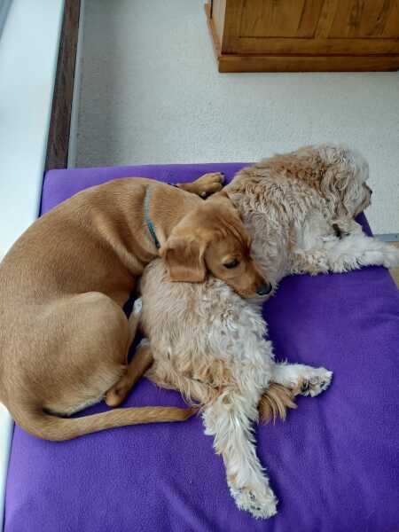 Puppy Survival Thread for New & Old Pups - Soon be Autumn 2024