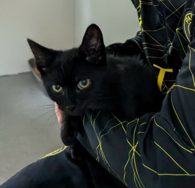 New Kitten - Any tips?