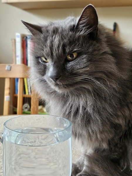 Flounders or Flouncers? The Excellent Cats continue their important debate