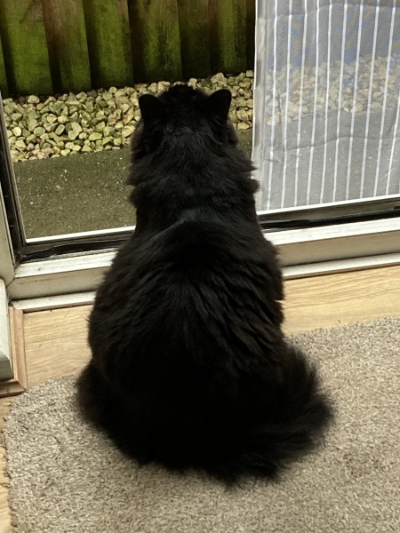 Flounders or Flouncers? The Excellent Cats continue their important debate