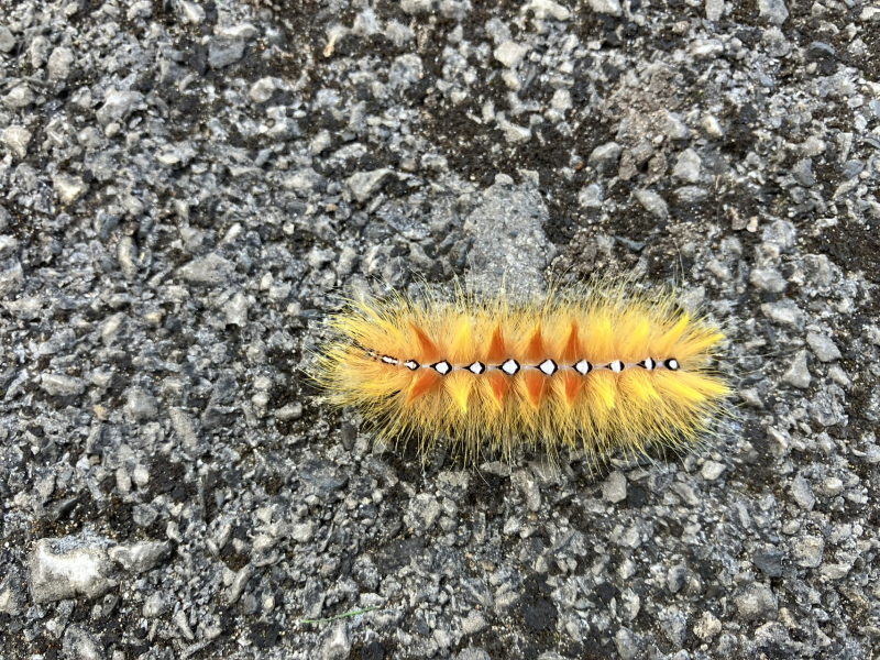 Can anyone help me ID this caterpillar?