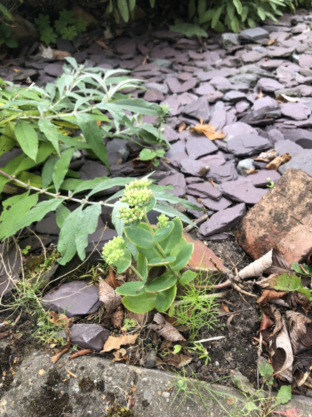 What have you done in the garden today? Part 5