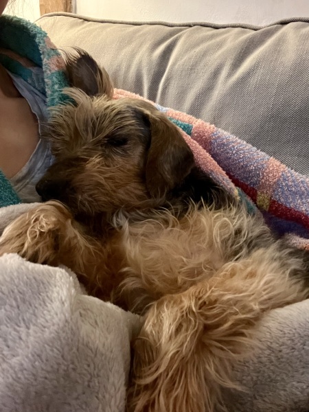 A photo of your dog right now