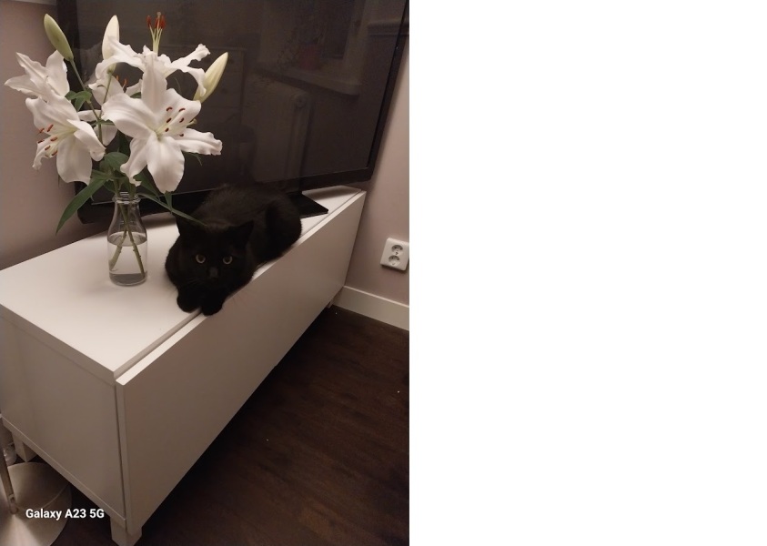 Thread 7 Starmer : Cats and Conferences