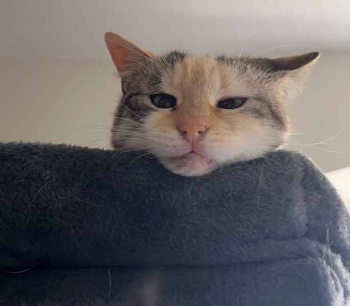 Expressions of noble disappointment please